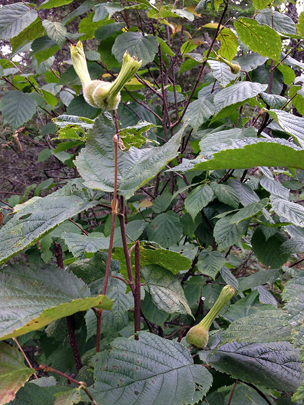 Beaked hazelnut