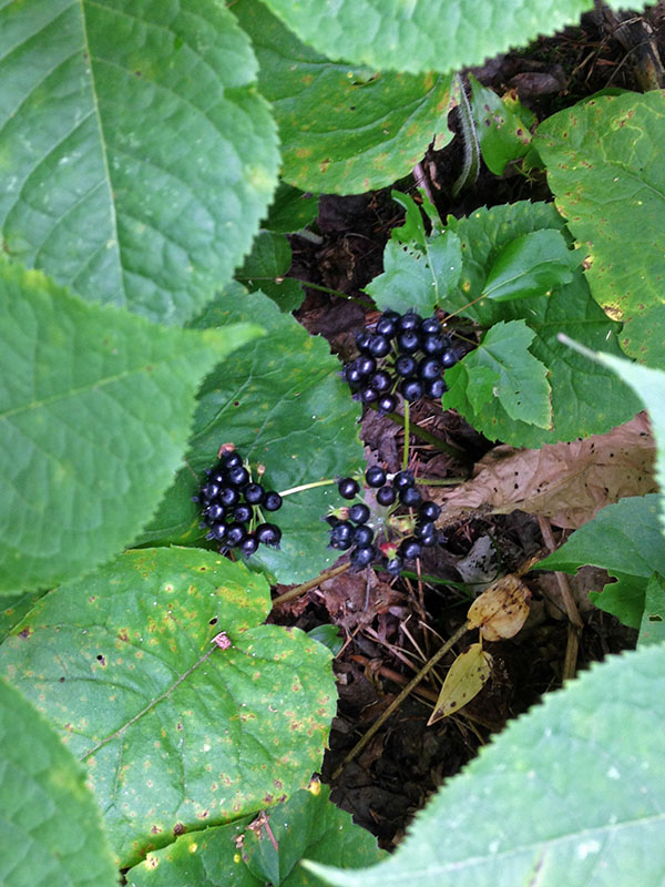 Wild sarsaparilla