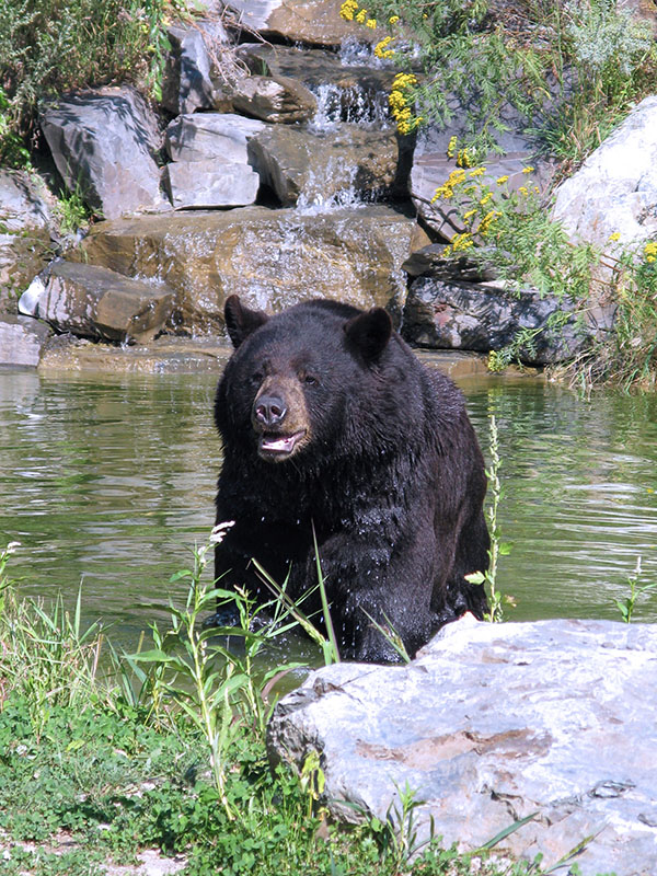 Ted comes out of pond