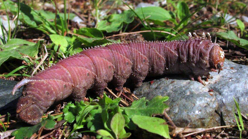 4-horned elm sphinx caterpillar