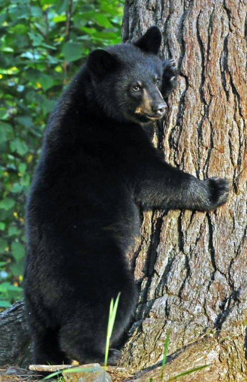 One of Ursula's cubs