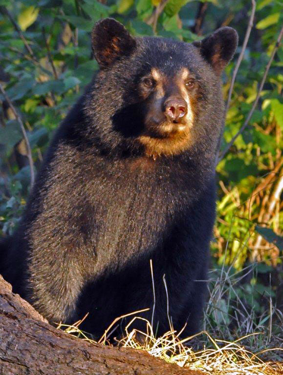 One of Ursula's cubs