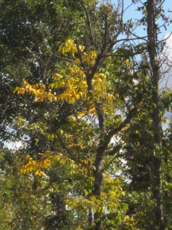 Black ash leaves