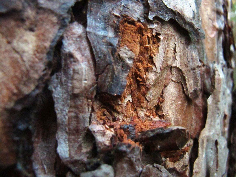 Climbing marks