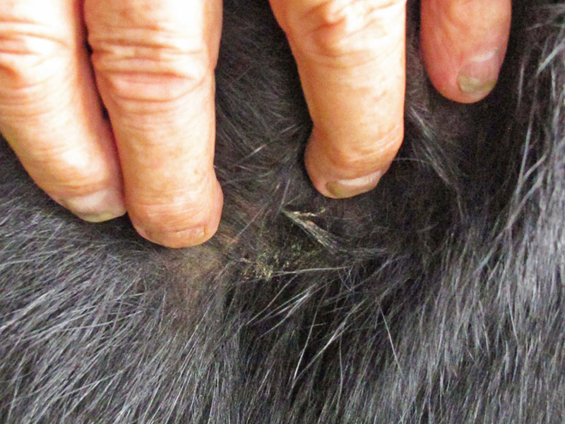 Aster's wound