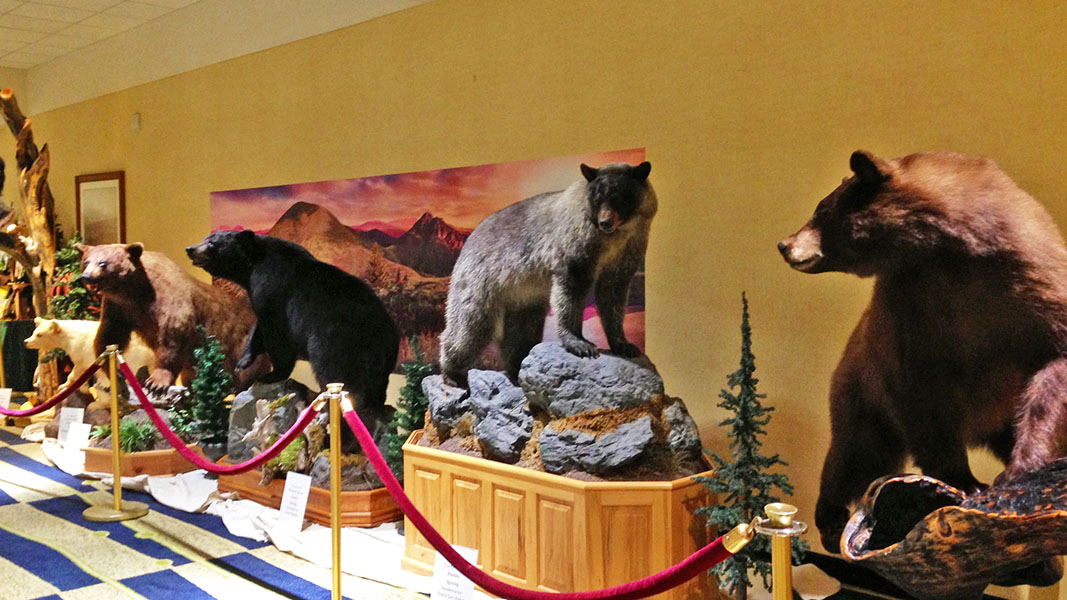 Black bear mounts