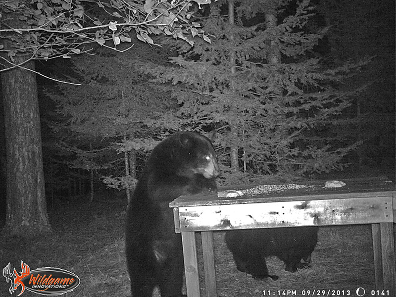 June's cubs