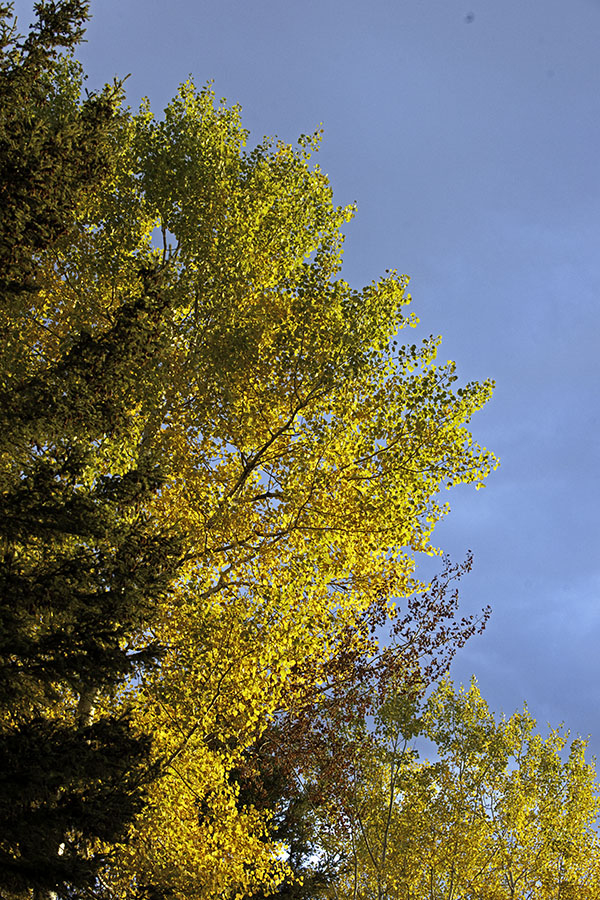 Fall color