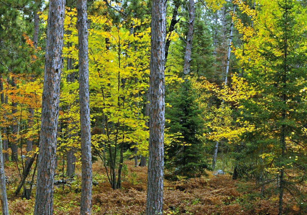 Woods by Trygg Rd  