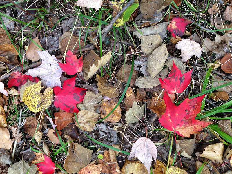 Fallen leaves