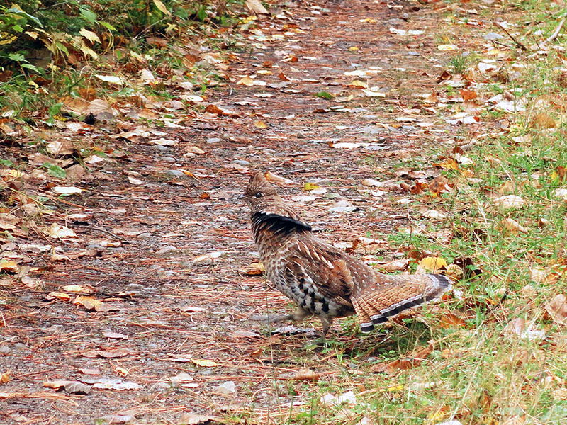 Ruffed Grouse