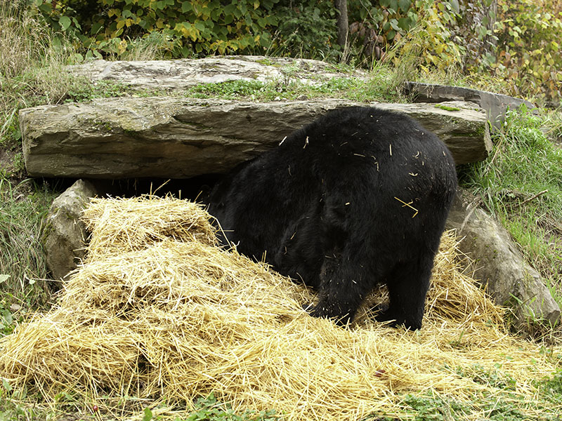 Ted checks rock den