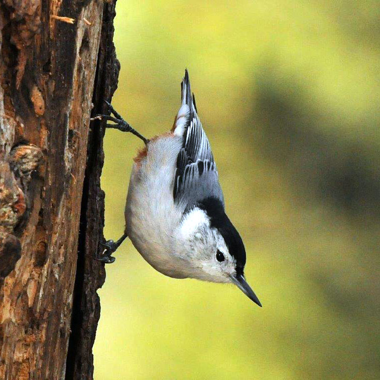 White-breasted Nuthatch