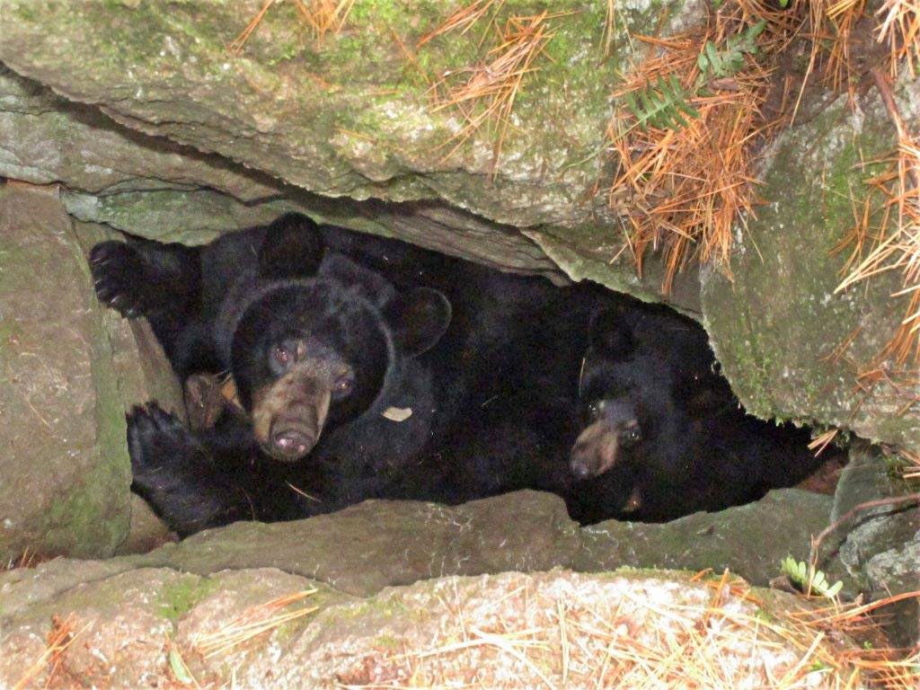Lily & Ellie in rock den - October 29, 2013