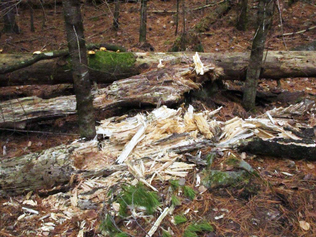 Log near Lily's den October 29, 2013