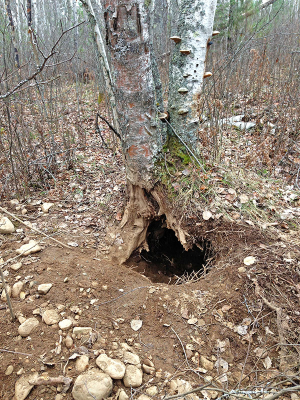 Den abandoned by Lily