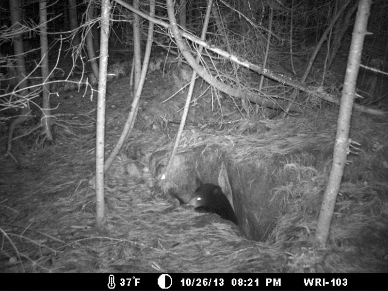 Ember - Oct 26, 2013