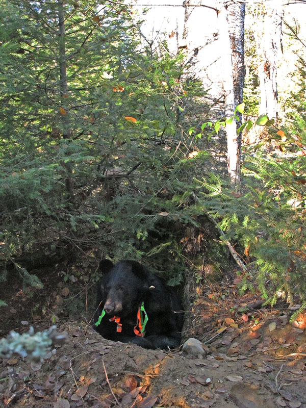 Jewel's den under roots of birch