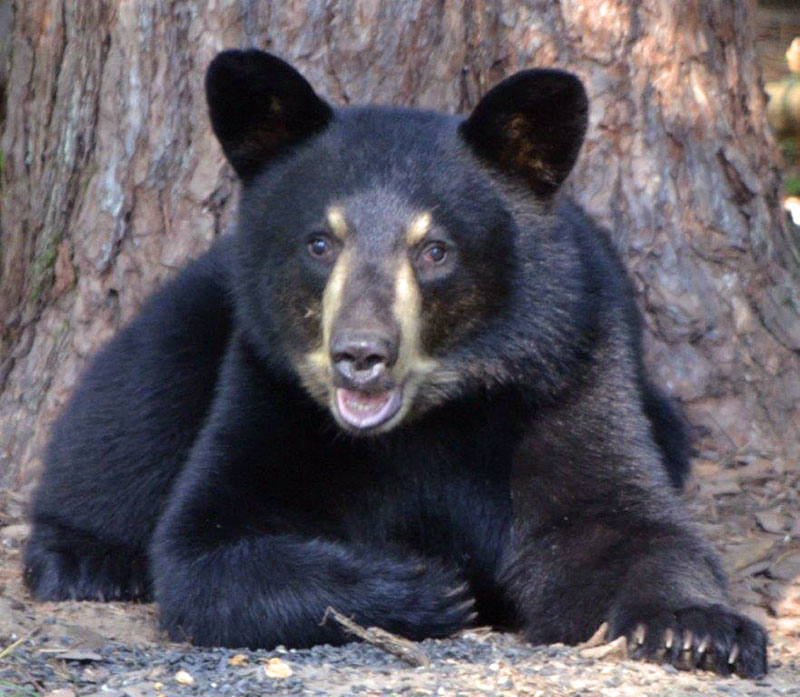 Ursulas cub