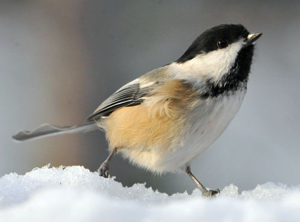 Chickadee