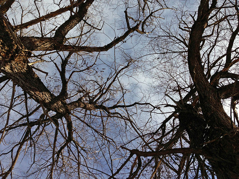 Willows