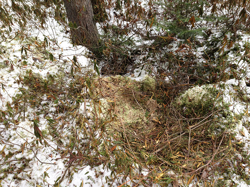 Bear bed in moss