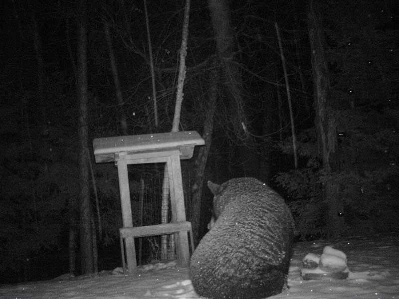 Mystery bear's snowy back