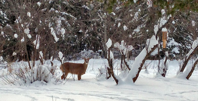 White-tailed deer
