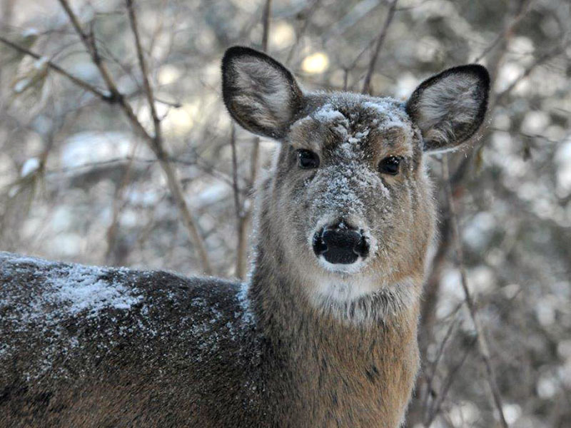 Deer