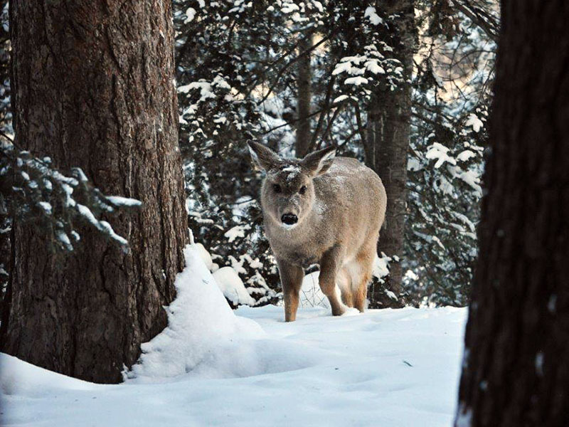 Deer coming through snow