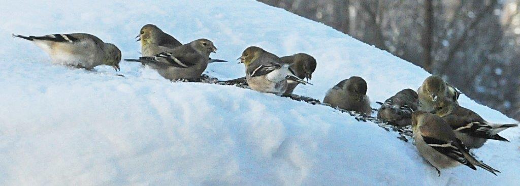 Goldfinches