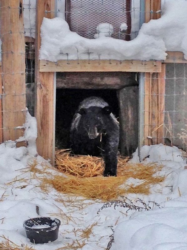 Holly