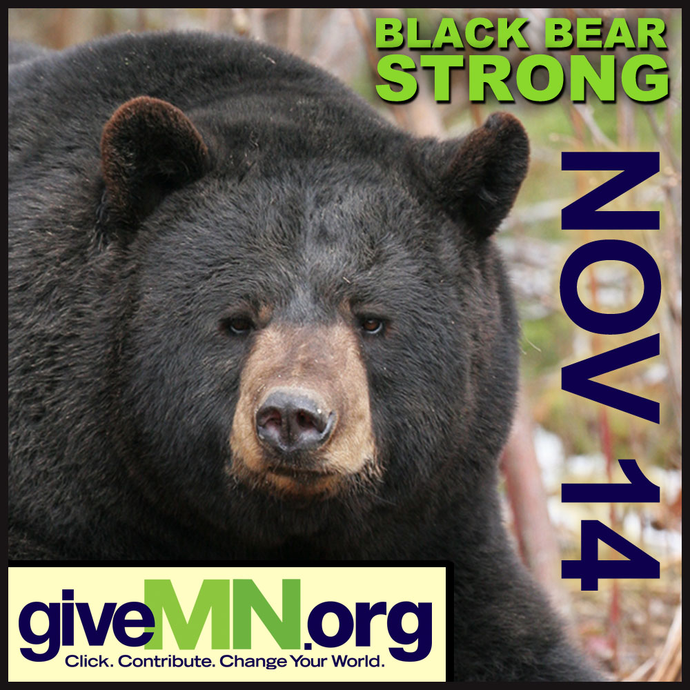 2013 givemn square lg