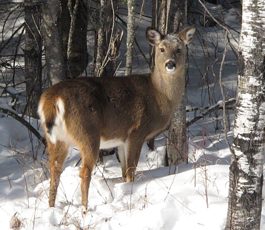 Deer