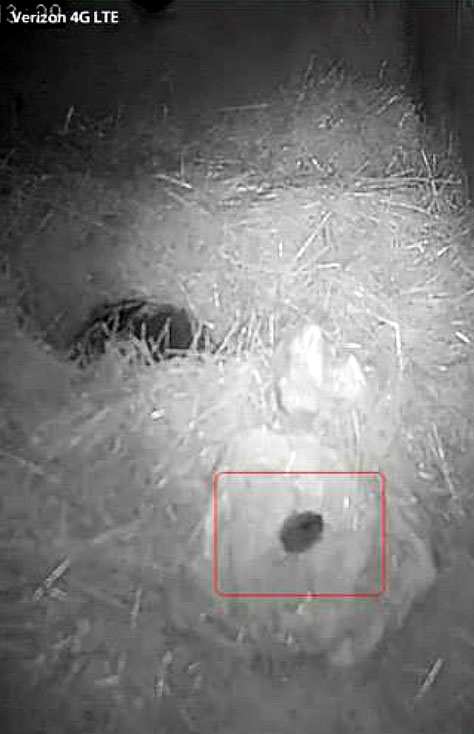 Holly's visitor