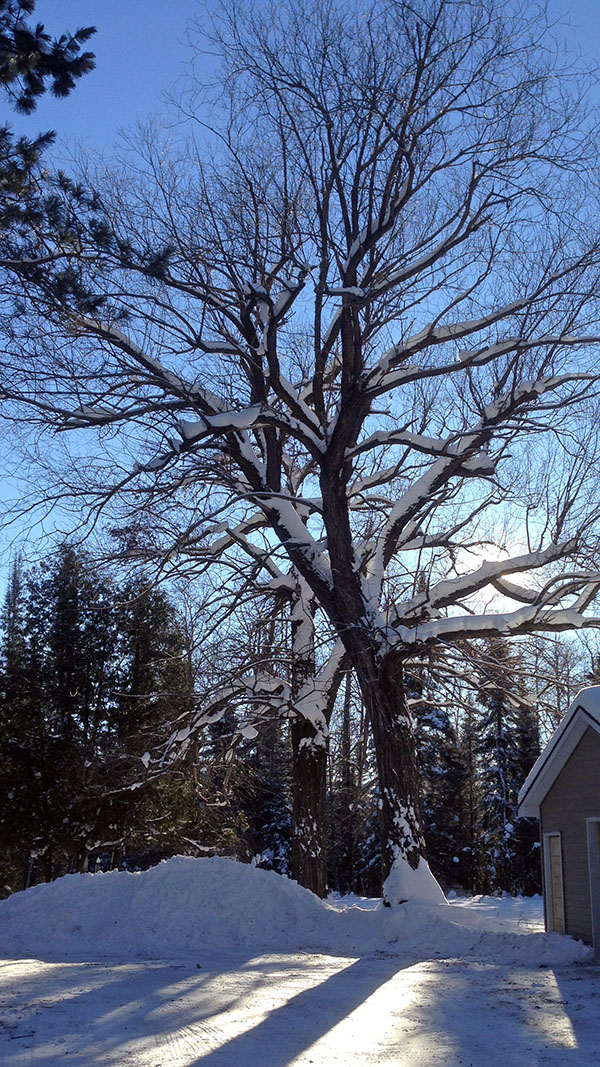 Winter sun - January 8, 2014