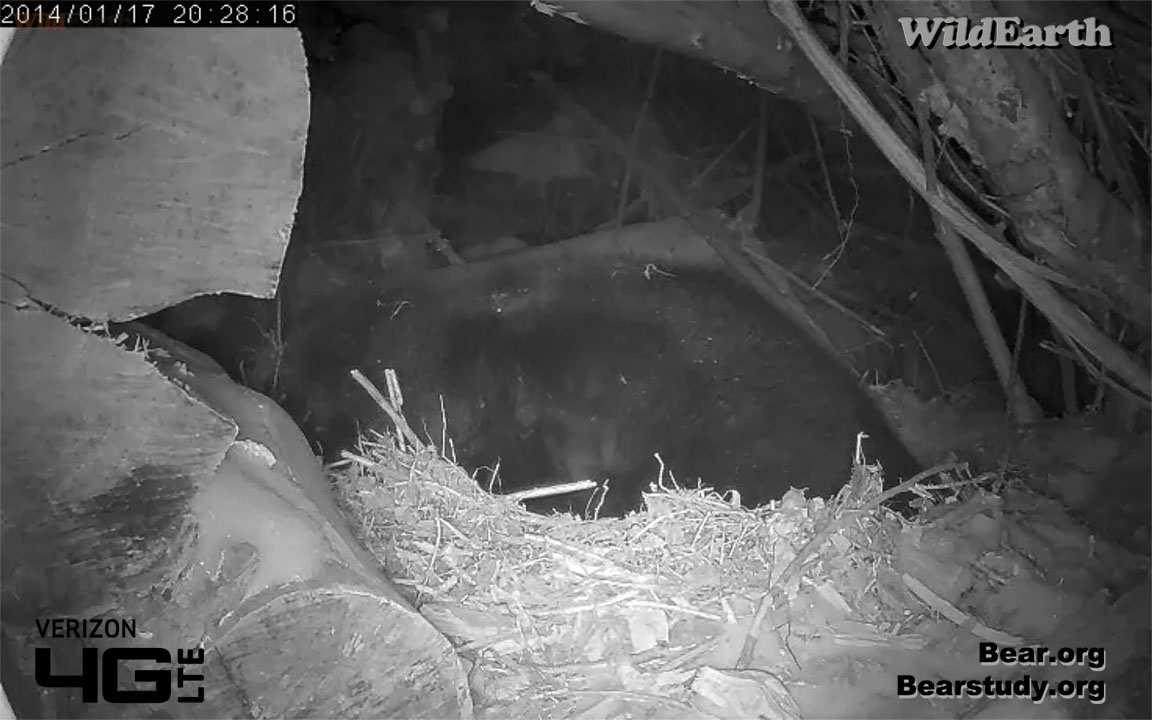 Juliet sleeping - January 17, 2014