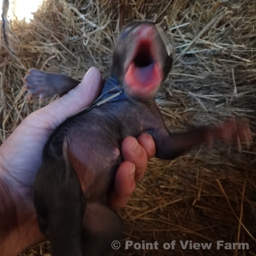 4-day-old cub
