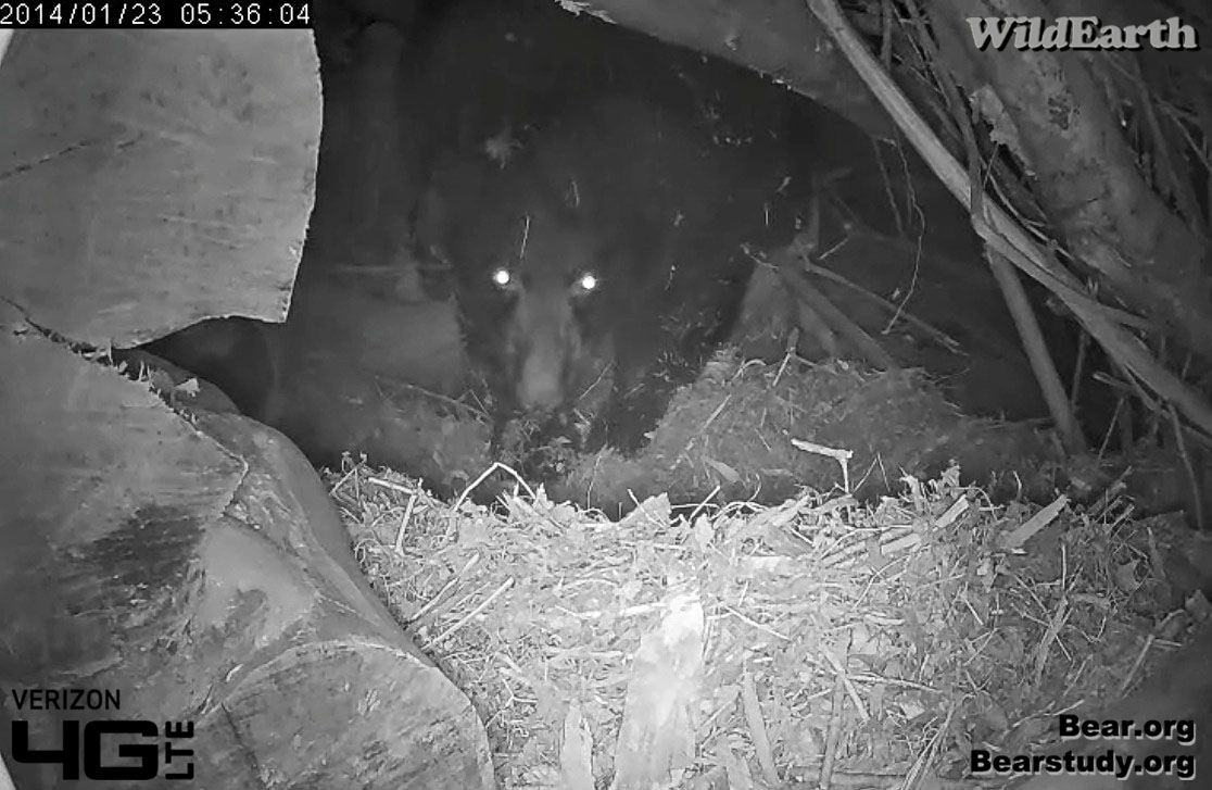 Juliet backing out of bed
