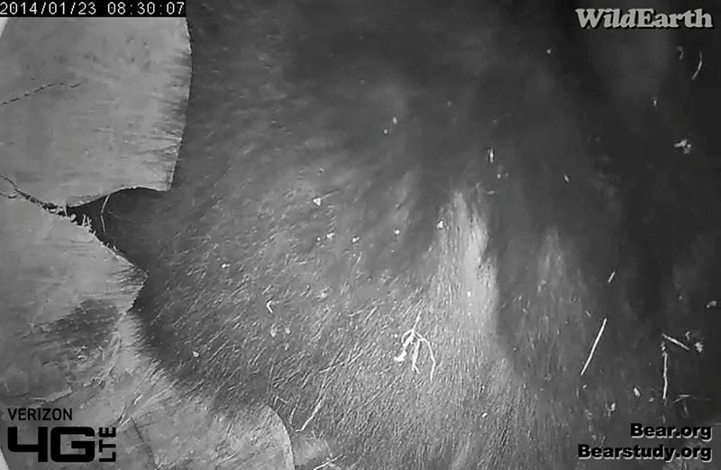 Juliet prepares to defecate