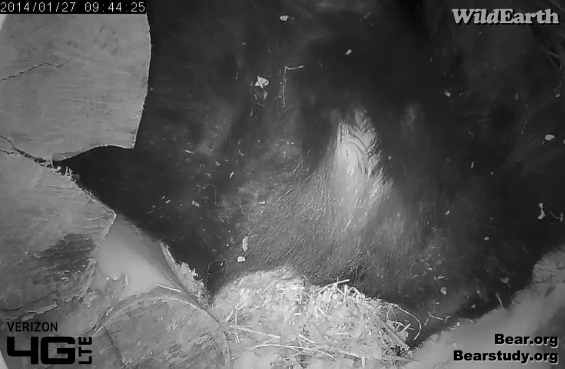 Juliet backing towards camera to urinate