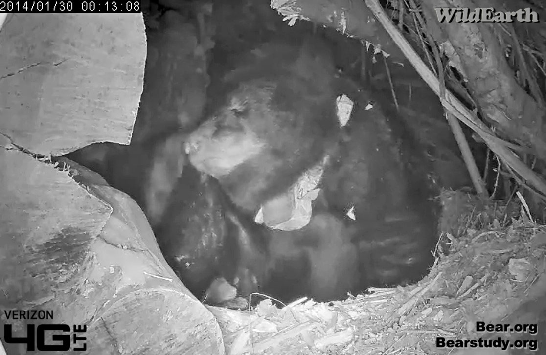 Cub climbs on sibling