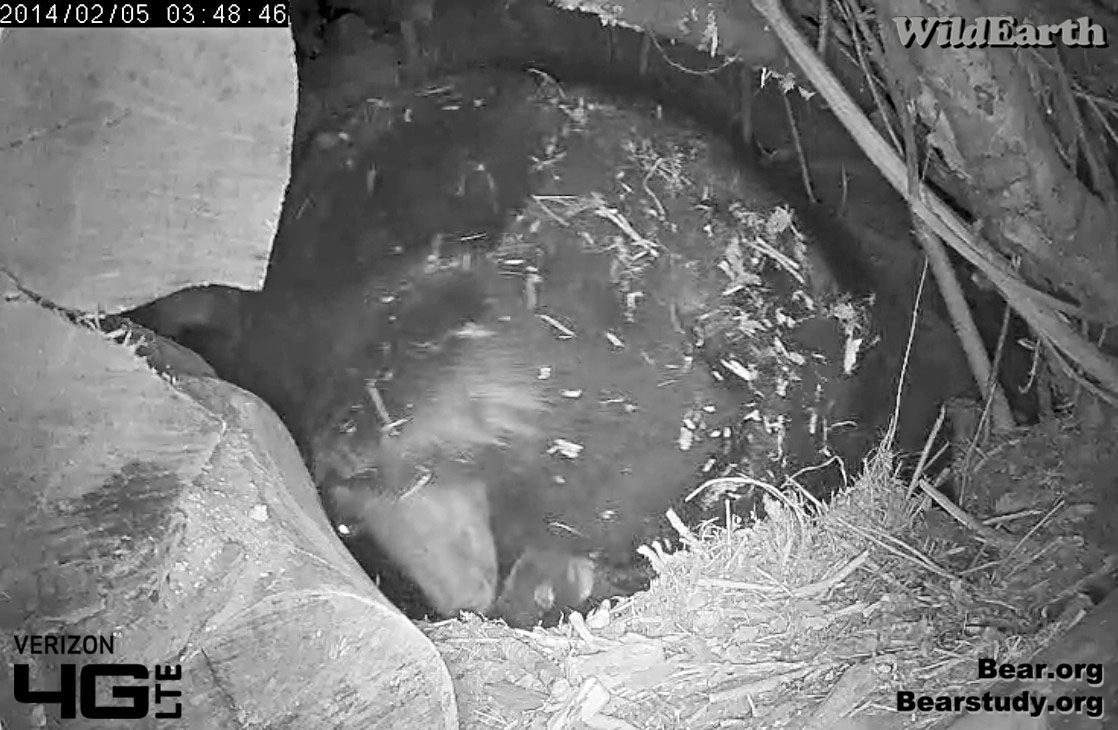 Juliet and cub