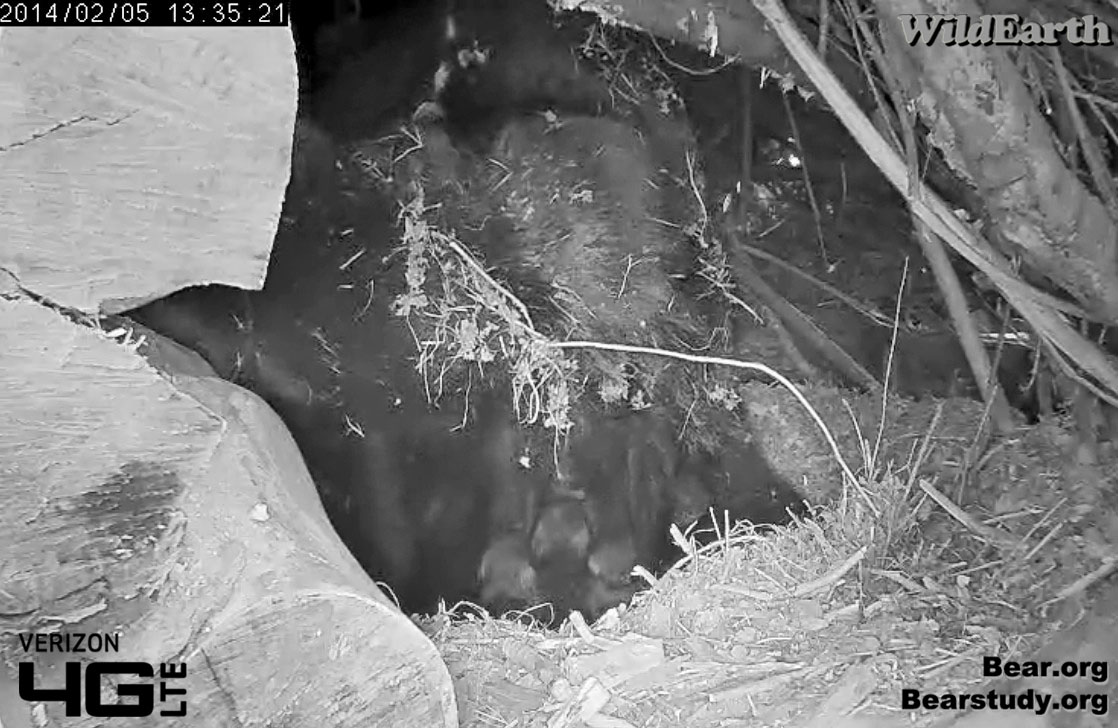Juliet's 3 cubs
