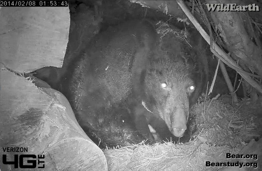 Juliet with long nose