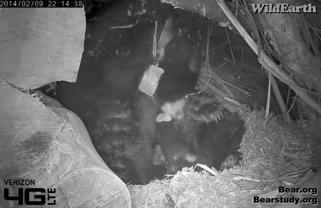 Juliet comforts cub