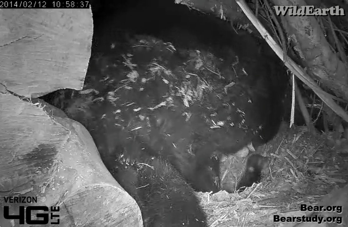 Cub climbs as Juliet adjusts