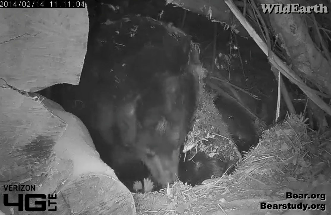 Cub feet!