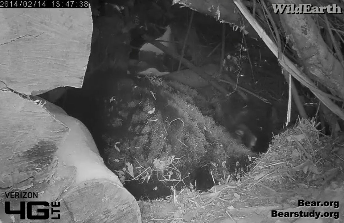 Juliet's cub
