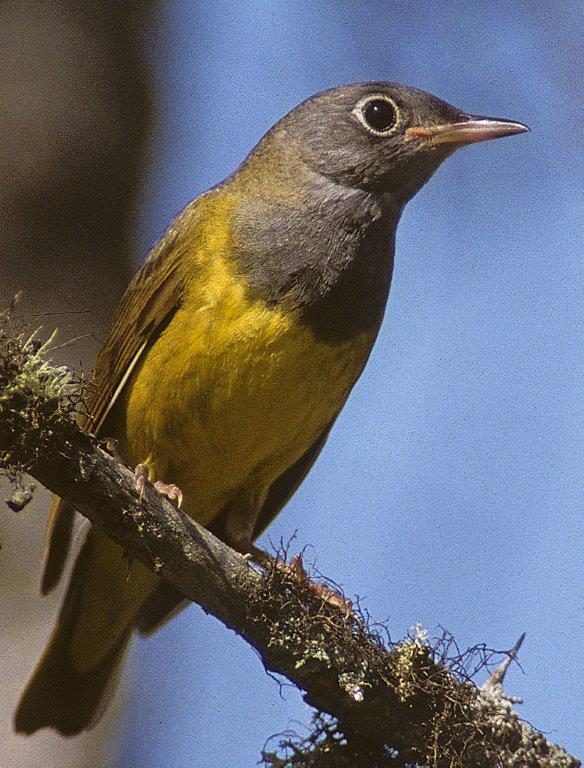 Connecticut Warbler - undated